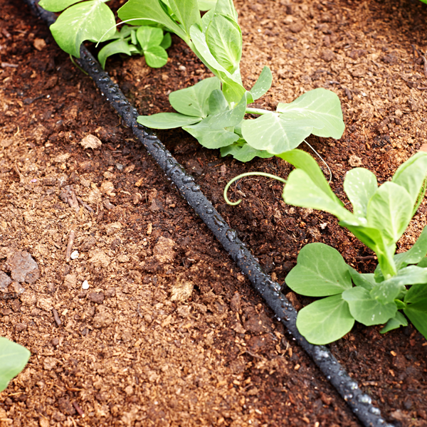 Raining Benefits: How Your Water Butt Can Revolutionize Garden Irrigation
